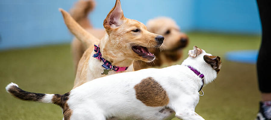 How to Socialize Your Dog with Other Pets